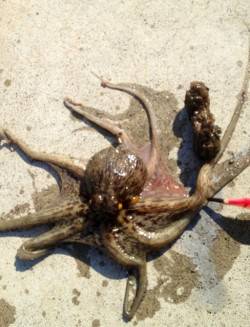 岸和田　夕方のオクトパッシングでタコ4匹　…