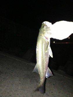 青戸の大橋付近　青のバイブレーションでシーバス40cm