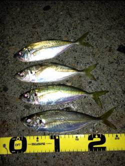 田辺・戎漁港　アジングでアジ〜24cm4匹…