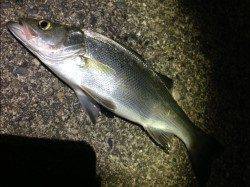 日置川河口、ヒラセイゴ5匹ＧＥＴ！