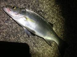 日置川河口、ヒラセイゴ5匹ＧＥＴ！