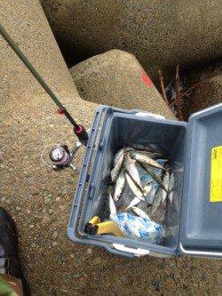 須磨でウルトラライトジギング!