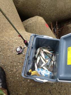 須磨でウルトラライトジギング！