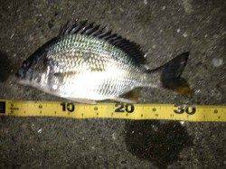 大阪南港　チヌングでチヌ1尾・キビレ12尾の満足釣果