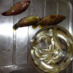 三松堤防からのちょい投げでの釣果