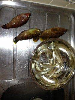 三松堤防からのちょい投げでの釣果