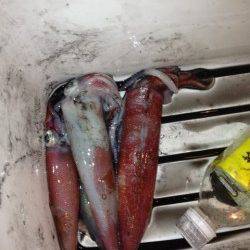 新井崎　エギングでシロイカ3バイ　エギはロケッティア2.5号使用