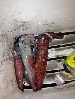 新井崎　エギングでシロイカ3バイ　エギはロケッティア2.5号使用