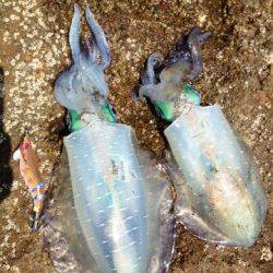 目良漁港、デイエギングでアオリＧＥＴ！