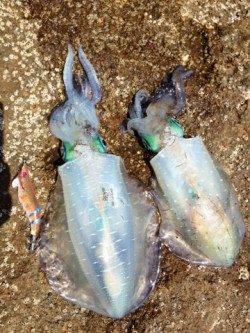 目良漁港、デイエギングでアオリＧＥＴ！