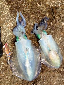 目良漁港、デイエギングでアオリＧＥＴ！