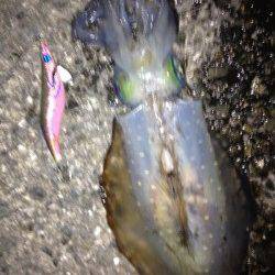 朝からのエギングでアオリキロアップ・新子の姿も