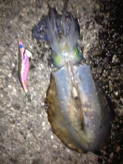 朝からのエギングでアオリキロアップ・新子の…