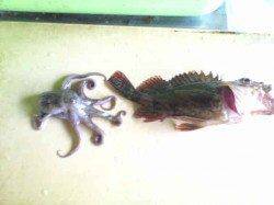 岸和田　ワームでガシラ15cm　メタルジグにタコ☆