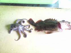 岸和田　ワームでガシラ15cm　メタルジグ…