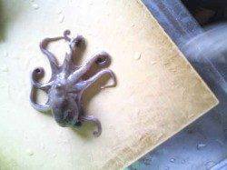 岸和田　ワームでガシラ15cm　メタルジグにタコ☆