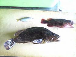 淡輪漁港でメバリング、タケノコメバル26c…