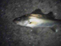 大阪南港　納竿間際にセイゴのアタリ