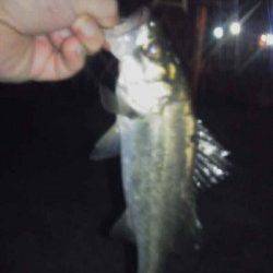 大阪南港　納竿間際にセイゴのアタリ