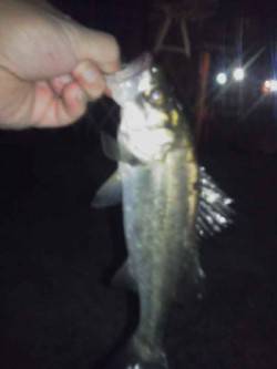 大阪南港　納竿間際にセイゴのアタリ