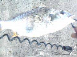 南港に落とし込み、キビレの釣果