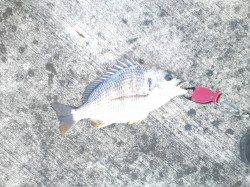 南港に落とし込み、キビレの釣果