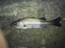 大阪南港　アジングでアジ狙いもセイゴがヒット