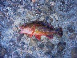 深日漁港　エギングはアタリ無く、ガシリングでガシラゲット