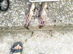 貝塚　エギでのオクトパッシングは6バイトで2ハイゲット