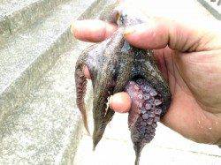 貝塚　エギでのオクトパッシングは6バイトで2ハイゲット