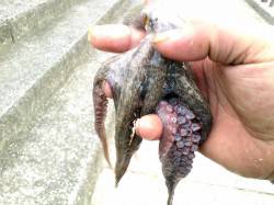 貝塚　エギでのオクトパッシングは6バイトで…