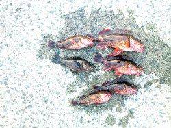 泉佐野　サビキで豆アジ入れ食い　胴突きでガシラの釣果