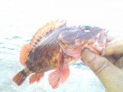 泉佐野　サビキで豆アジ入れ食い　胴突きでガシラの釣果