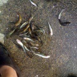 武庫川河口　ウキ釣りでハゼ25匹＆手長エビ10匹　ハゼの季節に入りました