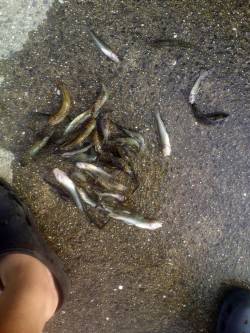 武庫川河口　ウキ釣りでハゼ25匹＆手長エビ…