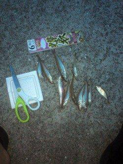 洲本　夕方に近投でキス10匹☆