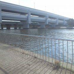 武庫川河口でちょい投げ　短時間でハゼ大漁！