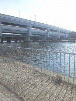 武庫川河口でちょい投げ　短時間でハゼ大漁！