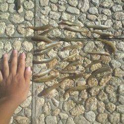 武庫川河口でちょい投げ　短時間でハゼ大漁！