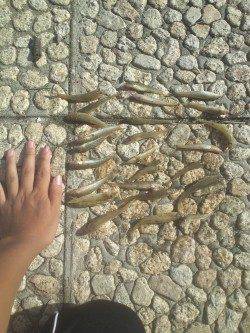 武庫川河口でちょい投げ　短時間でハゼ大漁！