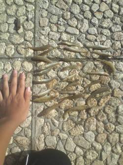 武庫川河口でちょい投げ　短時間でハゼ大漁！…