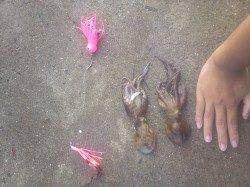 武庫川河口でオクトパッシング　際より沖でHIT