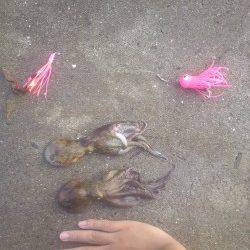 武庫川河口でオクトパッシング　際より沖でHIT