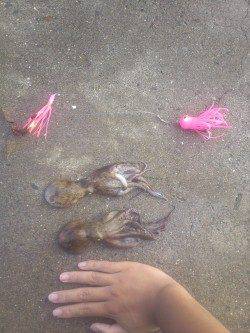 武庫川河口でオクトパッシング　際より沖でHIT