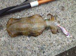 深日漁港、エギングでアオリＧＥＴ、投サビキは入れ食い♪