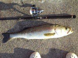 深日漁港　投げサビキでまさかのシーバスがヒット☆