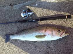 深日漁港　投げサビキでまさかのシーバスがヒ…