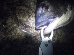 舞洲、メバリングでマチヌやシーバスなどＧＥ…