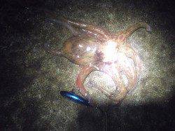 舞洲、メバリングでマチヌやシーバスなどＧＥＴ