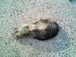 白浜周辺　同行の友人がエギングでアオリイカゲット☆